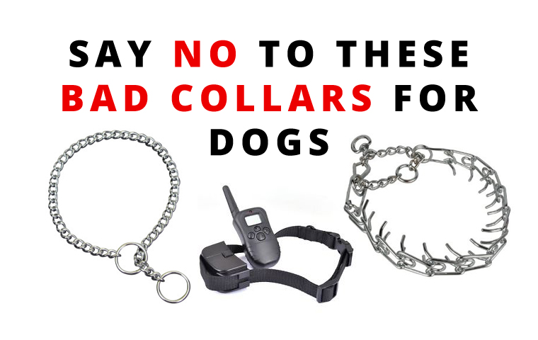 Bad Dog Collar 