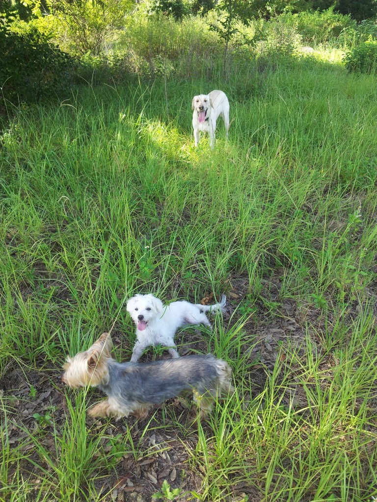 Services Orlando Dog Behavior Training Winter Park Animal Behavior