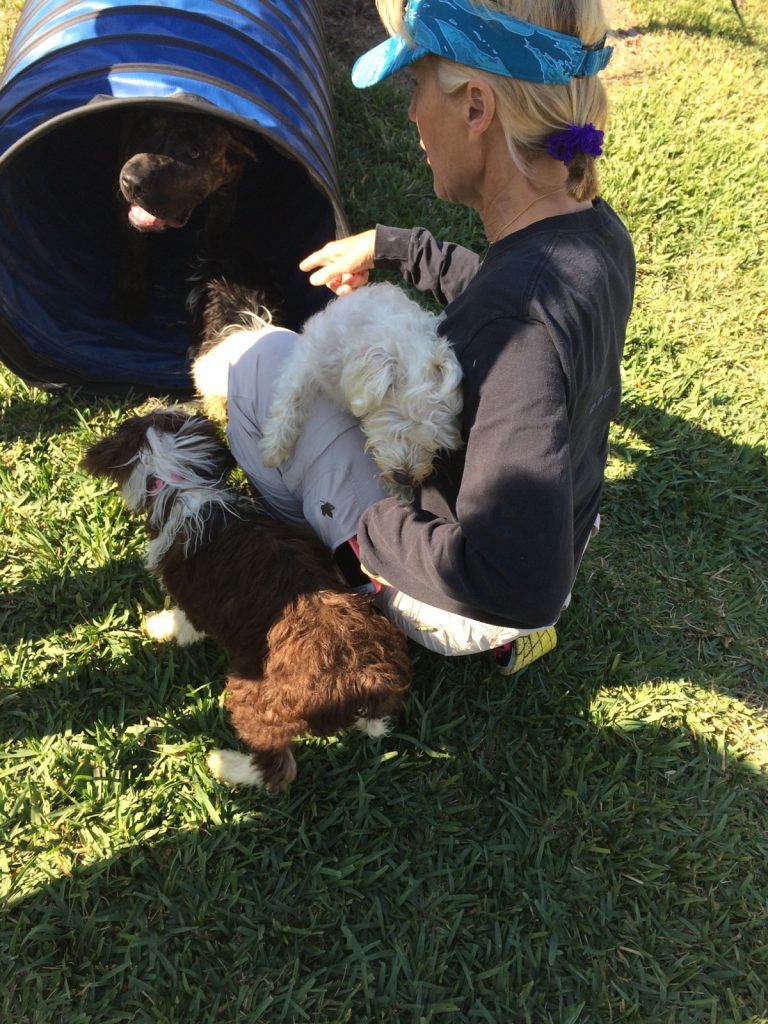 Services Orlando Dog Behavior Training Winter Park Animal Behavior